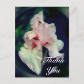 ピンクのアイリス・アブストラクト・フラワーの感謝カード ポストカード (正面)