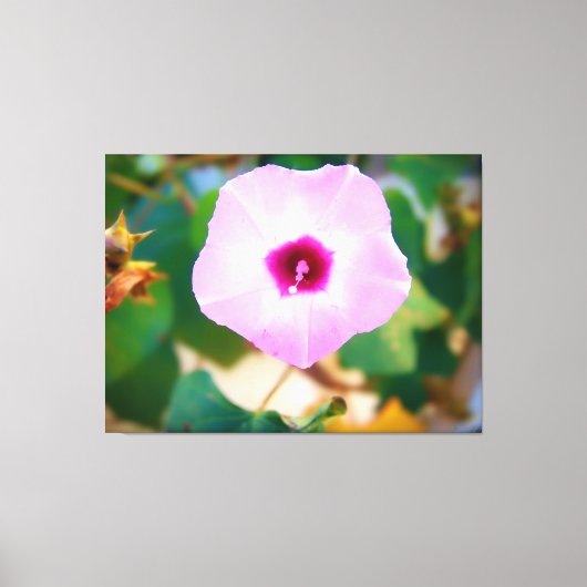 ピンクのアサガオの花 キャンバスプリント (正面)