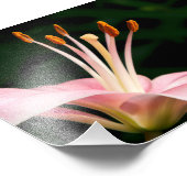 ピンクのアジアのユリがクローズアップ フォトプリント            (角)