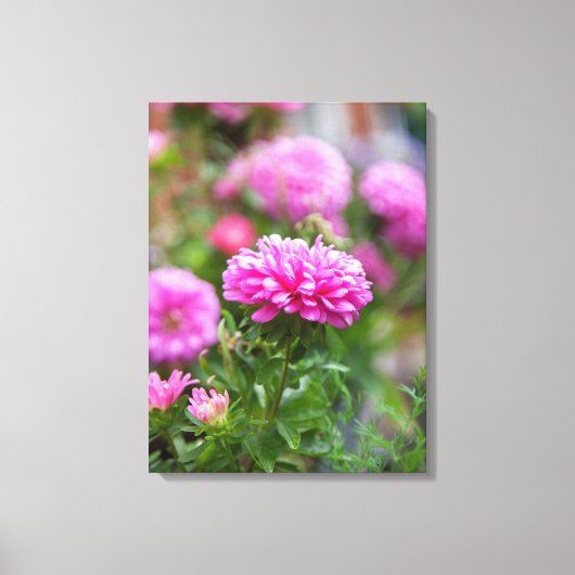 ピンクのアスターの花 キャンバスプリント (正面)