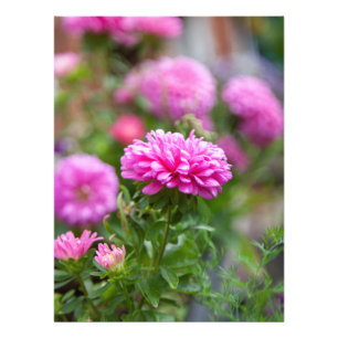 ピンクのアスターの花 フォトプリント