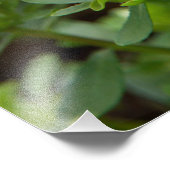 ピンクのアスターの花 フォトプリント            (角)