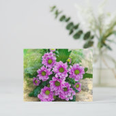 ピンクのアスター ポストカード (スタンド正面)