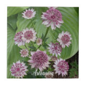 ピンクのアストランティアの花 フローラル タイル (正面)