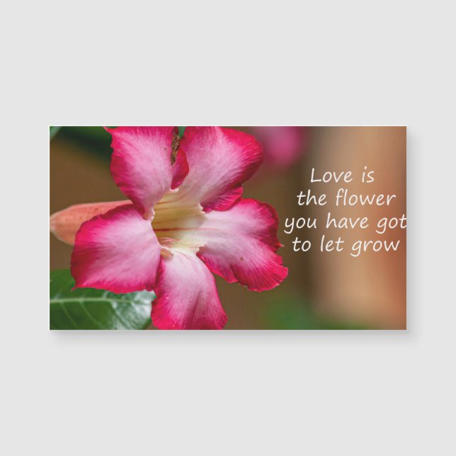 ピンクのアデニウムオバウムの花a.k.a.砂漠のバラ (正面)