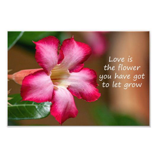 ピンクのアデニウムオバウムの花a.k.a.砂漠のバラ フォトプリント            (正面)