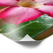 ピンクのアデニウムオバウムの花a.k.a.砂漠のバラ フォトプリント            (角)