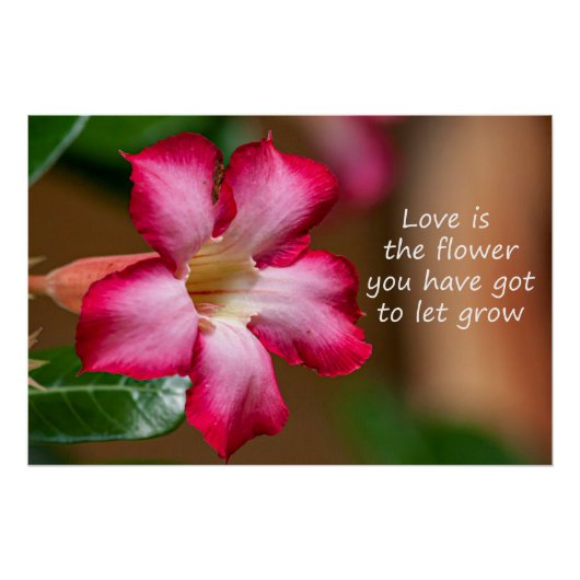 ピンクのアデニウムオバウムの花a.k.a.砂漠のバラ ポスター (正面)