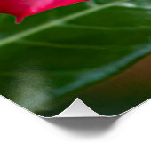 ピンクのアデニウムオバウムの花a.k.a.砂漠のバラ ポスター (コーナー)