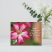 ピンクのアデニウムオバウムの花a.k.a.砂漠のバラ ポストカード (スタンド正面)