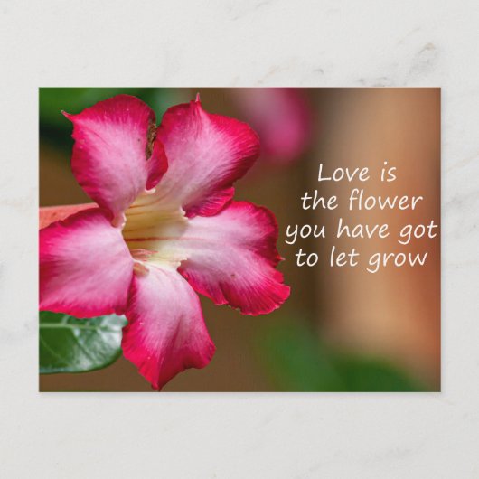 ピンクのアデニウムオバウムの花a.k.a.砂漠のバラ ポストカード (正面)