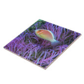 ピンクのアネモネ魚の側面図、沖縄、日本 タイル (側面)