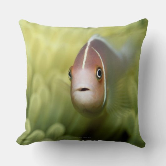 ピンクのアネモネ魚 クッション (正面)