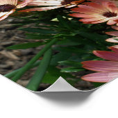 ピンクのアフリカのデイジーフレーム独自の写真を作成 ポスター (角)