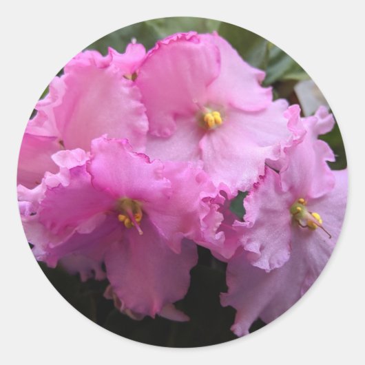 ピンクのアフリカン・バイオレット シール 封筒用 (正面)