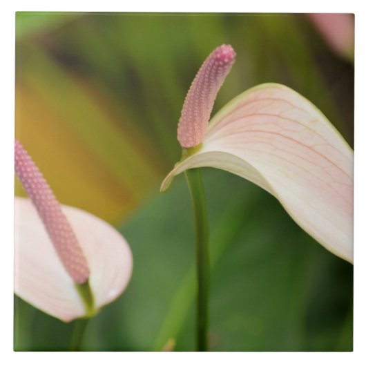 ピンクのアンスリウムフラワーズカウアイハワイ タイル (正面)