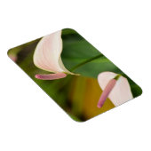 ピンクのアンスリウムフラワーズカウアイハワイ マグネット (右側)