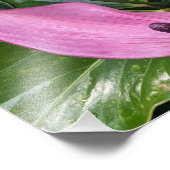 ピンクのアンスリウム開花と葉色の葉 フォトプリント (角)