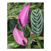 ピンクのアンスリウム開花と葉色の葉 フォトプリント (正面)