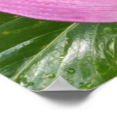 ピンクのアンスリウム開花と葉色の葉 ポスター (角)