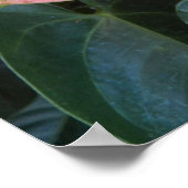 ピンクのアンチューリウムフラワーズフローラ写真 ポスター (角)