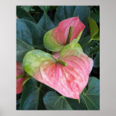 ピンクのアンチューリウムフラワーズフローラ写真 ポスター (正面)