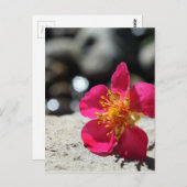 ピンクのイチゴ花写真 ポストカード (正面/裏面)