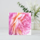 ピンクのイングリッシュローズの花の花弁ブラン シーズンカード (スタンド正面)