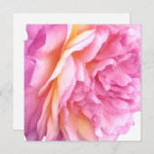 ピンクのイングリッシュローズの花 花びら ブランク シーズンカード (正面/裏面)