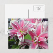 ピンクのオオユリの花はがき ポストカード (正面/裏面)