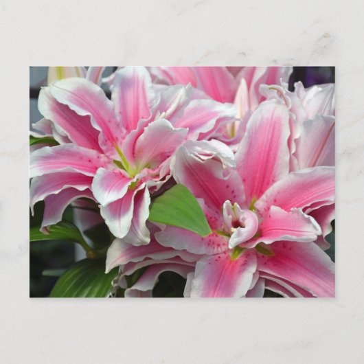 ピンクのオオユリの花はがき ポストカード (正面)