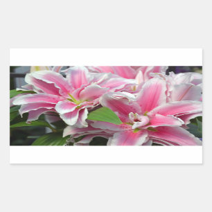 ピンクのオオユリの花シール 長方形シール