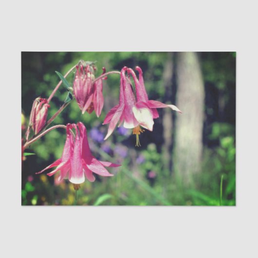 ピンクのオダマキ(植物)花クローズアップデコページ 薄葉紙 (正面)