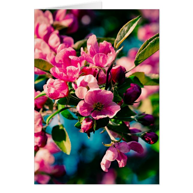 ピンクのカニのリンゴの花 (正面)