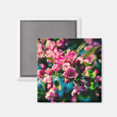 ピンクのカニのリンゴの花 マグネット (正面/裏面)