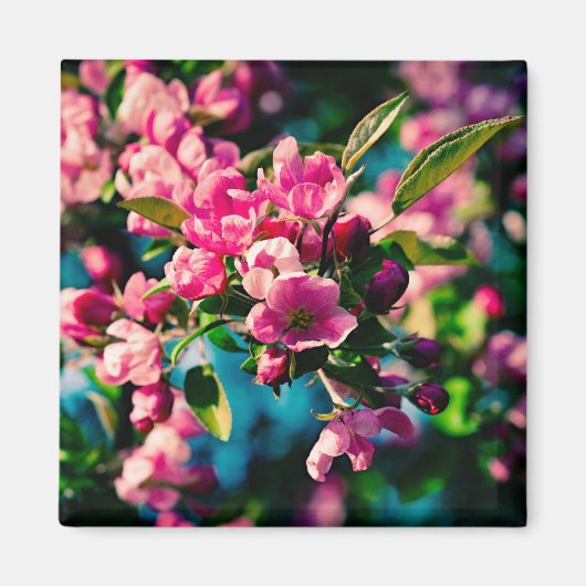 ピンクのカニのリンゴの花 マグネット (正面)