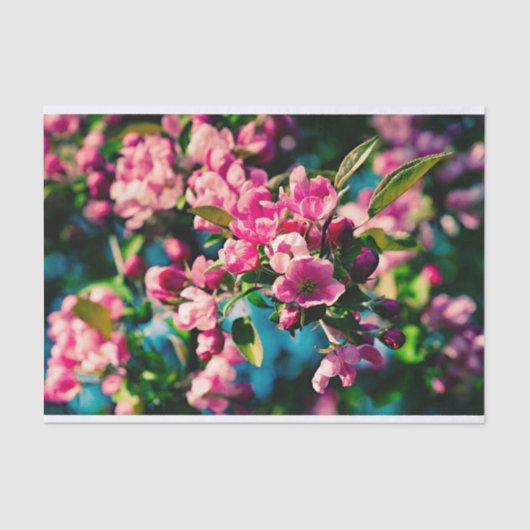 ピンクのカニのリンゴの花 薄葉紙 (正面)