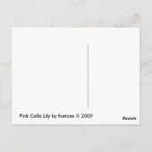 ピンクのカラユリ ポストカード (裏面)