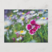 ピンクのカーネーションとデイジー シーズンポストカード (正面)