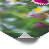 ピンクのカーネーションとデイジー ポスター (角)