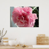 ピンクのカーネーションのクローズアップ ポスター (キッチン)