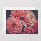 ピンクのカーネーションの花 ポストカード (正面/裏面)