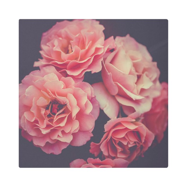 ピンクのカーネーションの花 メタルプリント (正面)