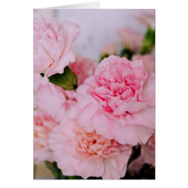 ピンクのカーネーション花ヴィンテージスタイル写真 (正面)