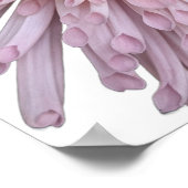ピンクのキクの花 ポスター (角)
