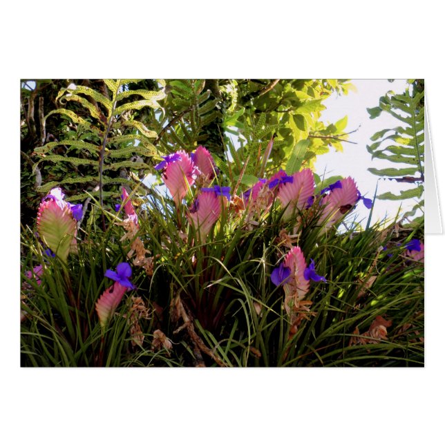 ピンクのクイルBromeliad (正面横)