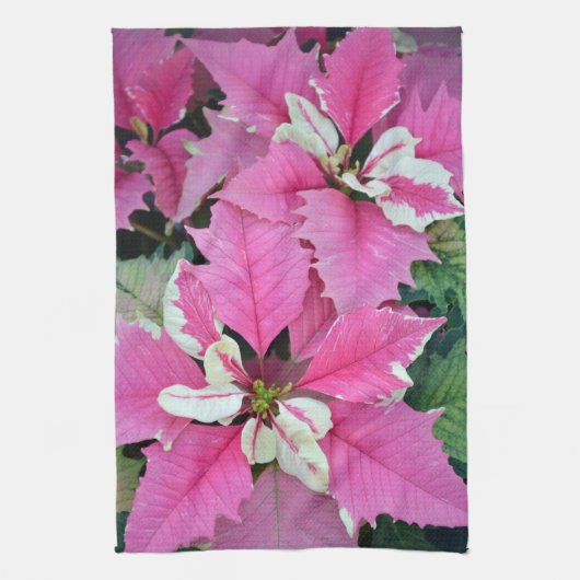 ピンクのクリスマスのポインセチアによっては台所タオルが開花します キッチンタオル (縦)