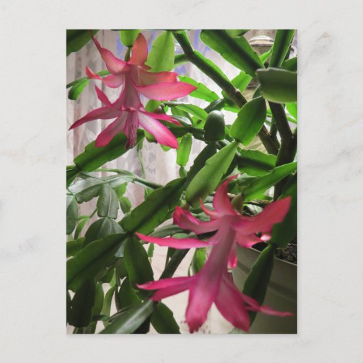 ピンクのクリスマスサボテンの花 シーズンポストカード (正面)