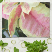 ピンクのクリーム色のポインセチア キッチンタオル (折り畳み)