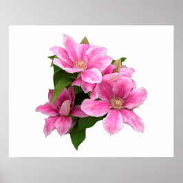 ピンクのクレマティス花イラストレーション白 ポスター